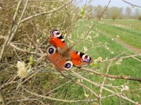 Aglais io 125, Dagpauwoog, on Salix in spring, Saxifraga-Kars Veling