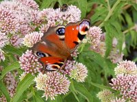 Aglais io 132, Dagpauwoog, on Eupatorium cannabinum, Saxifraga-Kars Veling