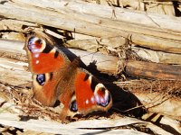 Aglais io 141, Dagpauwoog, basking in spring, Saxifraga-Kars Veling