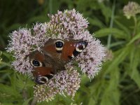 Aglais io 49, Dagpauwoog, Saxifraga-Jan van der Straaten