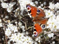 Aglais io 65, Dagpauwoog, on Prunus spinosa in spring, Saxifraga-Kars Veling