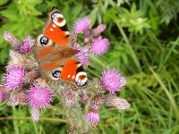 Aglais io 66, Dagpauwoog, on Cirsium palustre, Saxifraga-Kars Veling