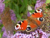 Aglais io 73, Dagpauwoog, on Budleja davidii, Saxifraga-Kars Veling