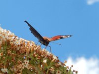 Aglais io 75, Dagpauwoog, on Budleja davidii, Saxifraga-Kars Veling