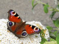 Aglais io 76, Dagpauwoog, on Budleja davidii, Saxifraga-Kars Veling