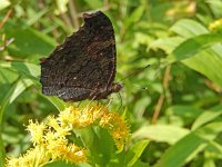 Aglais io 78, Dagpauwoog, on Solidago, Saxifraga-Kars Veling