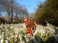 Aglais io 81, Dagpauwoog, on Erica carnea, Saxifraga-Kars Veling