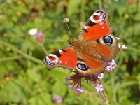 Aglais io 85, Dagpauwoog, on Verbena bonariensis, Saxifraga-Kars Veling