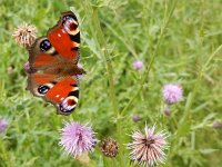 Aglais io 88, Dagpauwoog, on Cirsium arvense, Saxifraga-Kars Veling