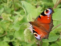 Aglais io 89, Dagpauwoog, on Arctium, Saxifraga-Kars Veling