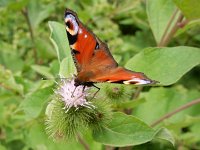 Aglais io 90, Dagpauwoog, on Arctium, Saxifraga-Kars Veling