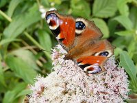 Aglais io 93, Dagpauwoog, on Eupatorium cannabinum, Saxifraga-Kars Veling