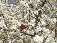 Aglais io 97, Dagpauwoog, on Prunus spinosa, Saxifraga-Kars Veling