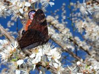 Aglais io 99, Dagpauwoog, on Prunus spinosa, Saxifraga-Kars Veling