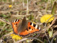 Aglais urticae 102, Kleine vos, after hibernation on Tussilago farfara, Saxifraga-Kars Veling