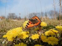 Aglais urticae 105, Kleine vos, after hibernation on Tussilago farfara, Saxifraga-Kars Veling