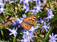 Aglais urticae 110, Kleine vos, on Scilla, Saxifraga-Kars Veling