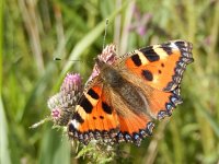 Aglais urticae 116, Kleine vos, on Cirsium, Saxifraga-Kars Veling