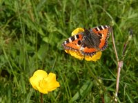 Aglais urticae 122, Kleine vos, hibernating, Saxifraga-Kars Veling