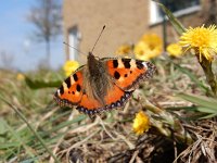 Aglais urticae 126, Kleine vos, on Tussilago farfara in spring, Saxifraga-Kars Veling