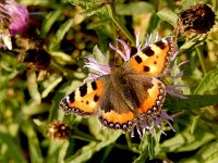 Aglais urticae 127, Kleine vos, on Centaurea jacea, Saxifraga-Kars Veling