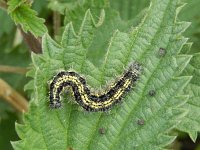 Aglais urticae 128, Kleine vos, caterpillar, Saxifraga-Kars Veling