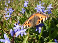 Aglais urticae 137, Kleine vos, on Scilla, Saxifraga-Kars Veling