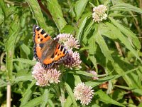 Aglais urticae 139, Kleine vos, on Eupatorium cannabinum, Saxifraga-Kars Veling