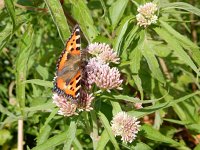 Aglais urticae 140, Kleine vos, on Eupatorium cannabinum, Saxifraga-Kars Veling