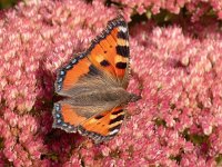 Aglais urticae 141, Kleine vos, op Sedum telephium, Saxifraga-Kars Veling