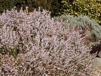 Aglais urticae 145, Kleine vos, on Erica carnea, Saxifraga-Kars Veling