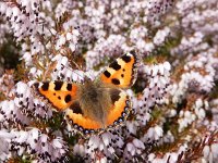 Aglais urticae 146, Kleine vos, on Erica carnea, Saxifraga-Kars Veling