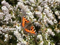 Aglais urticae 147, Kleine vos, on Erica carnea, Saxifraga-Kars Veling