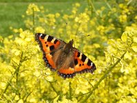 Aglais urticae 152, Kleine vos, on Brassica rapa, Saxifraga-Kars Veling