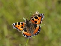 Aglais urticae 53, Kleine vos, Saxifraga-Luuk Vermeer