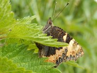 Aglais urticae 66, Kleine vos, laying eggs,  Saxifraga-Kars Veling