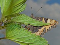 Aglais urticae 69, Kleine vos, laying eggs, Saxifraga-Kars Veling