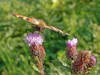 Aglais urticae 72, Kleine vos, on Cirsium arvense, Saxifraga-Kars Veling