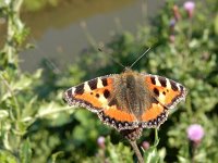 Aglais urticae 73, Kleine vos, on Cirsium arvense, Saxifraga-Kars Veling