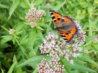 Aglais urticae 76, Kleine vos, on Eupatorium cannabinum, Saxifraga-Kars Veling