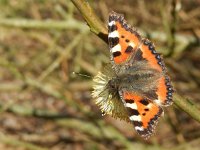 Aglais urticae 81, Kleine vos, after hibernation on willow catkins, Saxifraga-Kars Veling