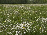 Anthocharis cardamines 101, Oranjetipje, habitat, NL, Noord-Brabant, Best, De Scheeken, Saxifraga-Jan van der Straaten