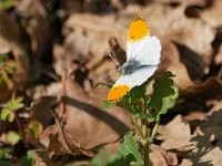 Anthocharis cardamines 113, Oranjetipje, Saxifraga-Tom Heijnen