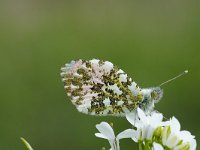 Anthocharis cardamines 116, Oranjetipje, Saxifraga-Joep Steur