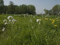 Anthocharis cardamines 89, Oranjetipje, habitat, NL, Noord-Brabant, Oirschot, De Mortelen, Saxifraga-Jan van der Straaten