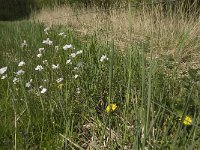 Anthocharis cardamines 95, Oranjetipje, habitat, NL, Noord-Brabant, Botel, De Geelders, Saxifraga-Jan van der Straaten