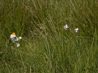 Anthocharis cardamines 98, Oranjetipje, habitat, NL, Noord-Brabant, Oirschot, De Mortelen, Saxifraga-Jan van der Straaten