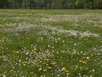 Anthocharis cardamines 99, Oranjetipje, habitat, NL, Noord-Brabant, Oirschot, De Mortelen, Saxifraga-Jan van der Straaten