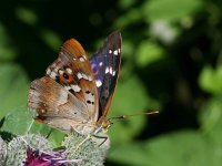 Apatura ilia 30, Kleine weerschijnvlinder, on Arctium, Saxifraga-Kars Veling