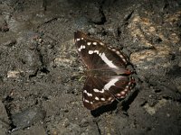 Apatura iris 78, Grote weerschijnvlinder, mud-puddling, Saxifraga-Kars Veling